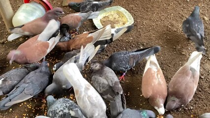 A group of pigeons are scrambling for food