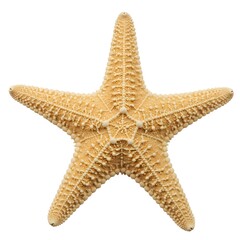 Starfish, sea star, ocean, marine life, starfish anatomy, underwater, seashore, beach, coastal, ocean life, sea creature, invertebrate, echinoderm, five-pointed, symmetry, natural, nature, wildlife.