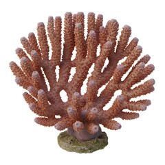 A vibrant orange coral, a captivating piece of underwater wonder, exhibits intricate branching structure and rich color, ideal for aquarium decoration or marine biology study. 