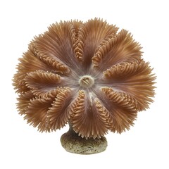 A striking close-up photograph showcases a pristine, vibrant coral, with its delicate, textured surface and natural aesthetic, evoking the mysteries of the ocean.
