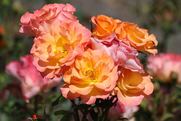Beautiful orange rose on a green background. Close up.