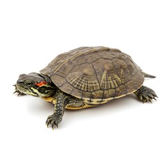 A close-up, studio shot of a red-eared slider turtle. The turtle is poised on a plain surface, showcasing its unique patterns, textures, and anatomical details.