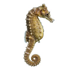 An isolated seahorse gracefully poised, its intricate body detailed in a high-definition underwater view. This captivating creature embodies marine elegance.