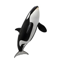 A powerful orca, its striking black and white markings. A visual representation of the majestic marine mammal.