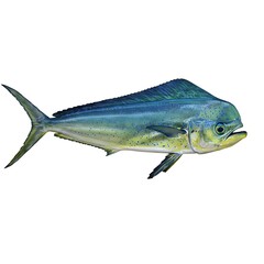 A vibrant mahi-mahi, also known as dolphinfish, showcases its striking turquoise and gold hues, a testament to the beauty of marine life.