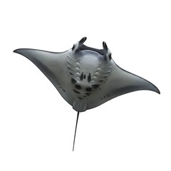 Oceanic manta ray gracefully gliding underwater, showcasing its unique patterns and enormous wingspan.