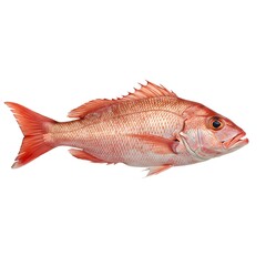 A vibrant red snapper, a popular seafood choice, displayed against a clean background, showcasing its rich color and detailed scales.