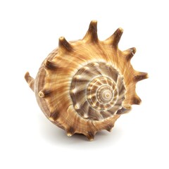 A mesmerizing close-up of a sea shell displays intricate spiraling patterns, and natural textures, evoking the calmness of the ocean.