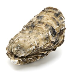 A close-up shot captures the intricate details of a fresh oyster, showcasing its textured shell. Revealing the natural beauty of this delicacy and its appeal in culinary world.