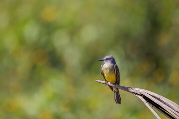 Tropical Kingbird (Tyrannus melancholicus) perched on a dry branch.