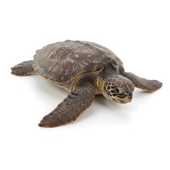 A detailed portrait of a sea turtle, with its textured shell and distinctive features, resting on a light surface. Capturing the beauty and detail of this marine reptile.
