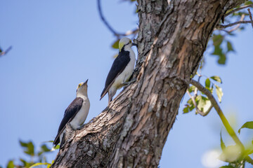 Pair of White Woodpecker (Melanerpes candidus) on a tree trunk.