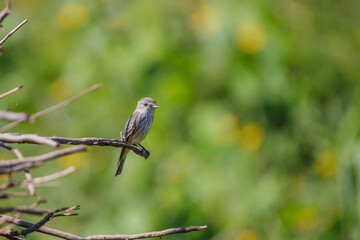 Female Vermilion Flycatcher (Pyrocephalus rubinus) perched on a dry branch.