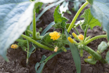 Growing cucumbers on the field. Concept of the farming and gardening. 