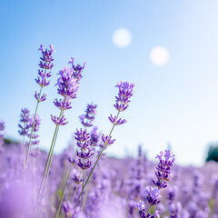 Naklejka premium A soft, dreamy photograph of lavender flowers against a bright blue sky. The lavender stems are in sharp focus in the foreground, with delicate purple blooms arranged in tall, slender spikes.