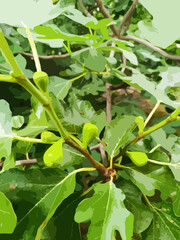 Fig tree