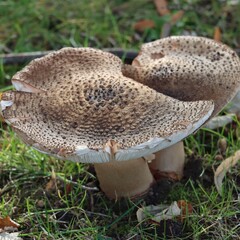 mushroom in the grass