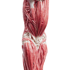 a illustration of a flexed human arm showing muscle structure on transparent background.