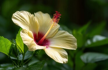 Fototapeta premium A beautiful close-up photo features hibiscus flowers with their distinctive yellow petals and deep red centers, set against a backdrop of green leaves, embodying the essence of nature, the science of