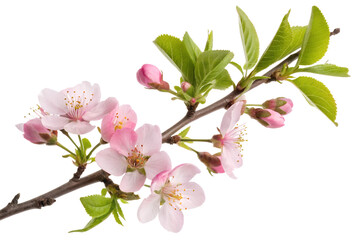 Obraz premium Close-up of cherry blossom branch with delicate pink flowers, isolated on transparent background, spring season, floral beauty, asian nature motif