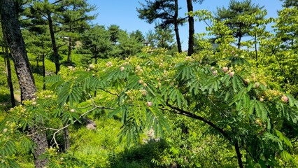 A close-up of a strange plant found in the mountains