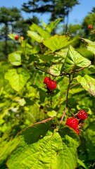 Close-up Wild Raspberries Found in the Mountains