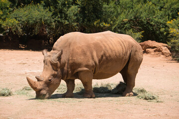 Naklejka premium african rhino in rabat zoo morocco