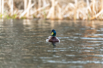 Obraz premium Duck swims in the pond.
