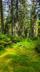 Fototapeta premium Pine and fir forest with green moss and sunbeam on the forest floor. Black forest, Schwarzwald, South Germany. Vertical format.
