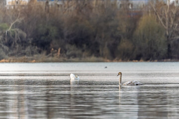 Graceful white Swan swimming in the lake, swans in the wild. Portrait of a white swan swimming on a lake.