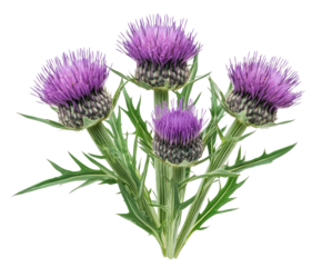 Vibrant purple thistle flowers natural garden botanical isolated on transparent background