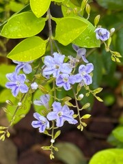 lilac flowers in the garden