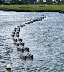 Shellfish cultivation in lush salt marsh 