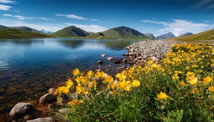 yellow flowers on the shore by the water flowers in hakqa khakassia