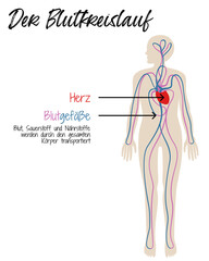 Der Blutkreislauf