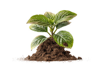 PNG Young green plant sprout emerging from earthy soil on black background