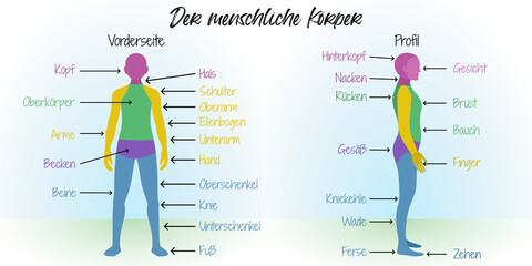 Der menschliche K&ouml;rper - Infografik