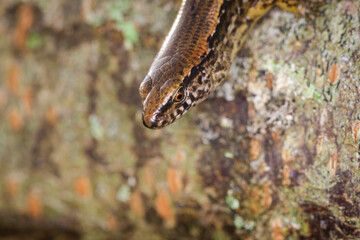 New Zealand striped skink resting on colorful flower
