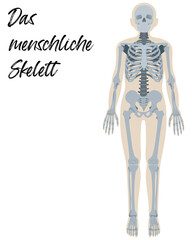 Das menschliche Skelett