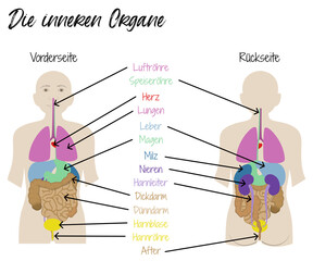Die inneren Organe - menschliche Organe