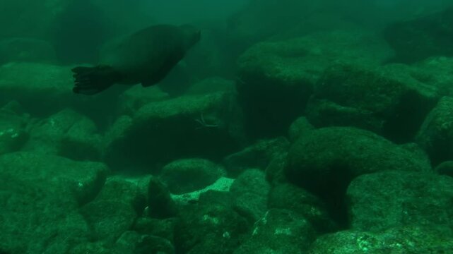 A diver encounters a California Sea Lion resting peacefully on a rocky outcrop at the bottom of the ocean near Baja California. The water is green and slightly murky.