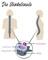 Die menschliche Wirbels&auml;ule - Aufbau