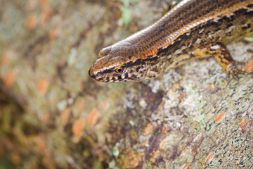 New Zealand striped skink resting on colorful flower