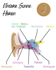 Unsere Sinne - H&ouml;ren - Ohr
