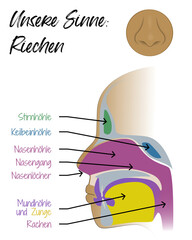 Unsere Sinne - Riechen - Nase