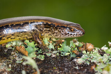 New Zealand striped skink resting on colorful flower