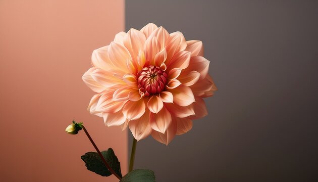 single peach dahlia bloom in warm light against a solid color wall minimalist style
