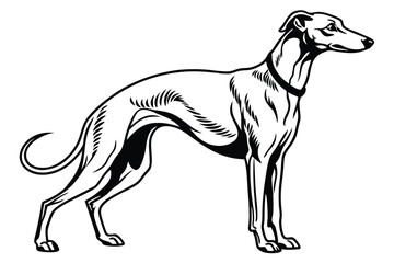 Elegant Greyhound Illustration of a Graceful Canine with Sleek Lines Depicting a Distinguished Dog Breed in Striking Black and White