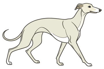 Elegant Whippet Strides Forward A Graceful Canine Illustration of Breed Beauty and Poise Exhibiting Athleticism and Distinct Breed Characteristics