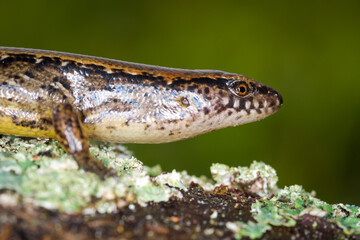 New Zealand striped skink resting on colorful flower